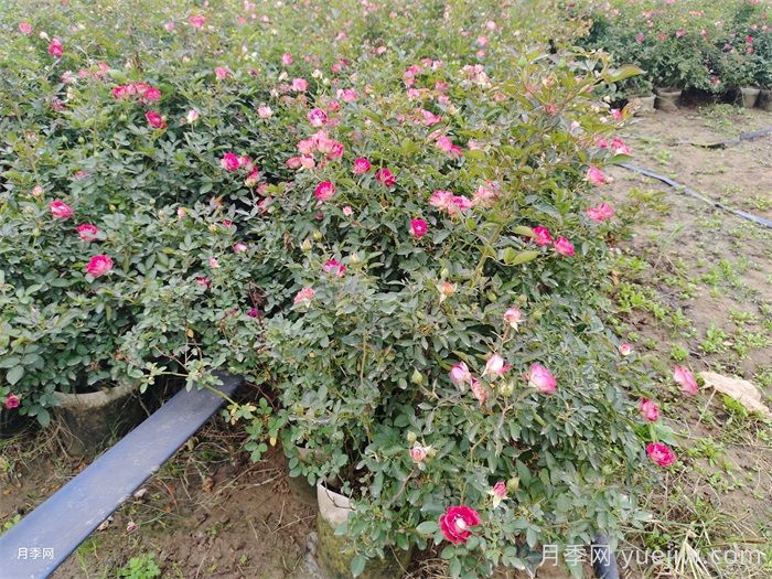 月季水涝叶子症状有哪些？(图1)