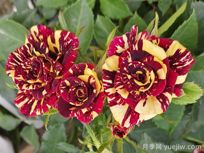 流星雨月季/梦话月季(图2)