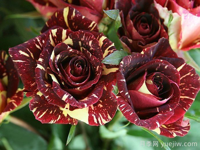 流星雨月季/梦话月季(图3)