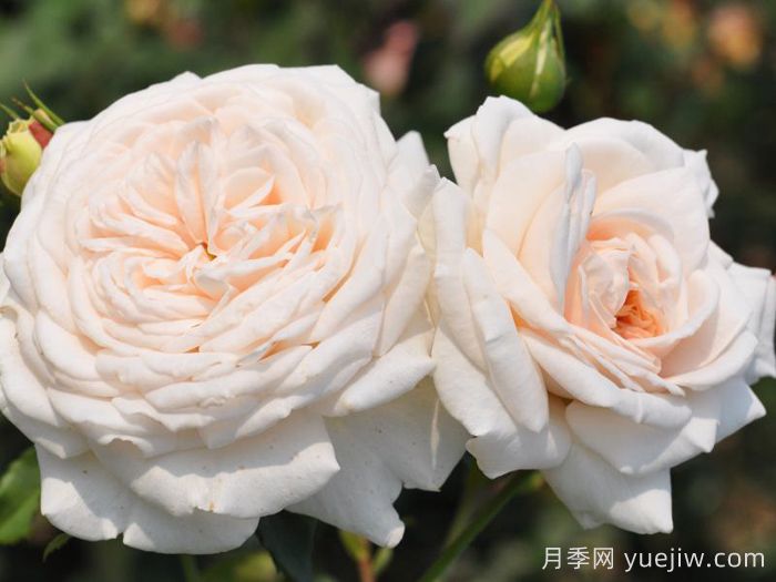 蜜月月季/香草月季(图2)