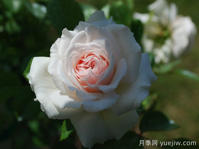 蜜月月季/香草月季(图3)