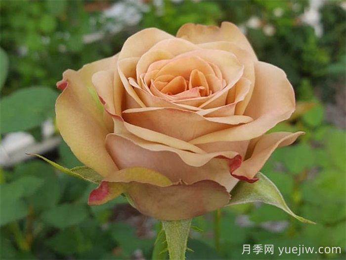 卡布奇诺月季/卡布奇诺玫瑰(新西兰)(图2)