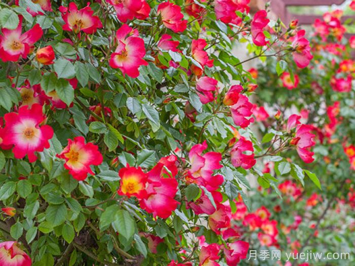 鸡尾酒月季(图4)