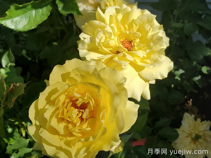 太阳火焰月季Sun Flare(图2)