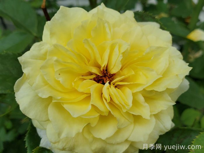 太阳火焰月季Sun Flare(图1)