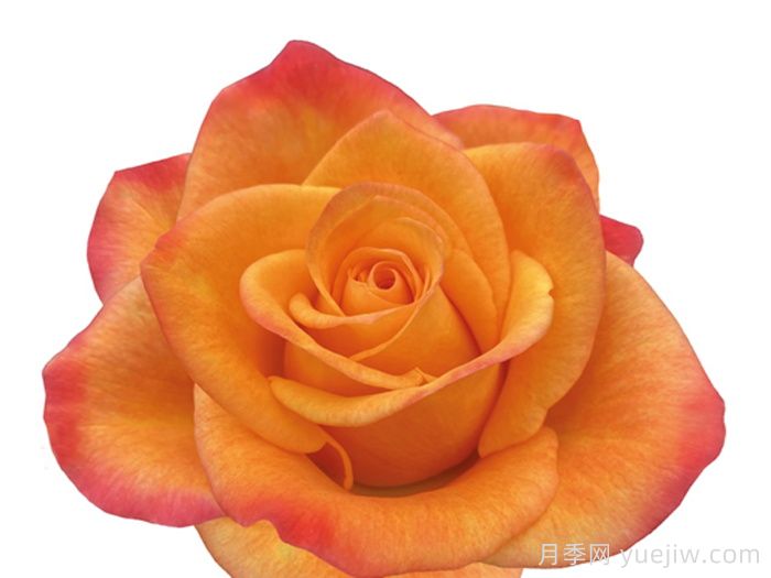 太阳火月季/骄阳/阳光(图1) 太阳火月季/骄阳/阳光Sunfire(图1)