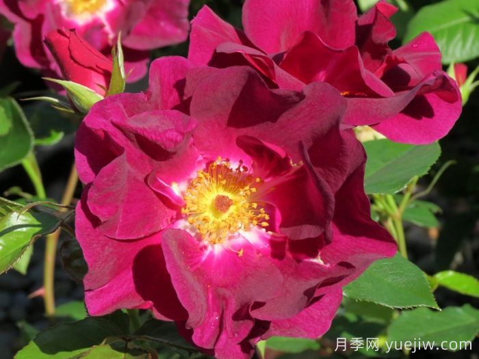 夜猫子月季/夜枭(图1)