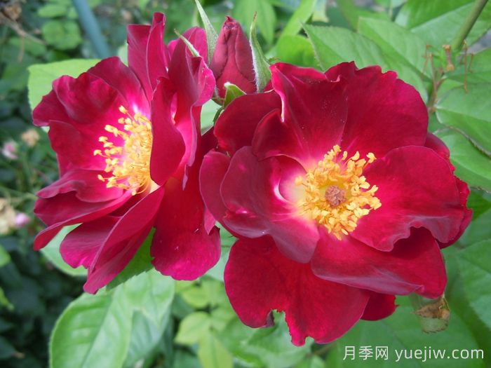 夜猫子月季/夜枭(图3)