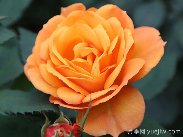 一诺千金月季/好如黄金/黄金美味(图1)