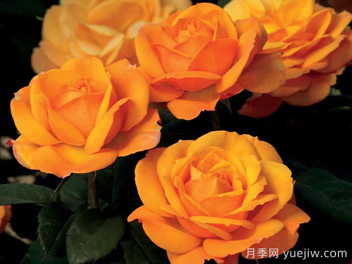 一诺千金月季/好如黄金/黄金美味(图3)