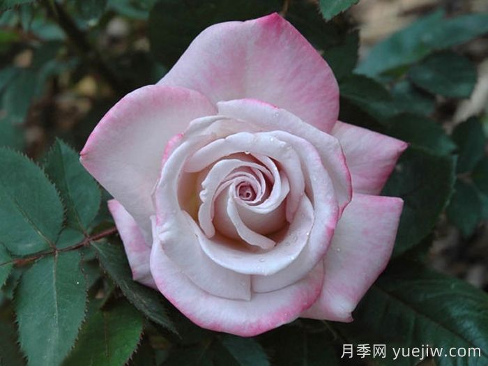 索罗德月季/西尔维拉多(图2)