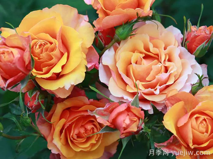 永远的艾帕索月季(图2)