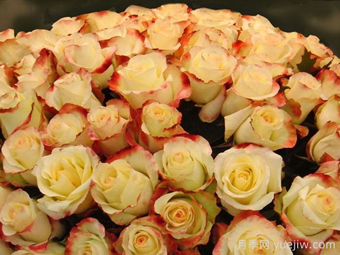 阿巴德月季(复色)(图2)