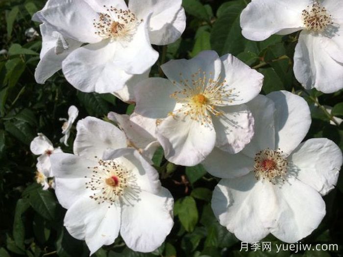 阿达别墅月季(图1)