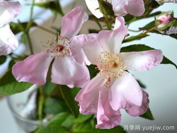 阿达别墅月季(图2)