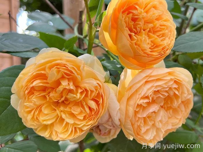 阳光使者月季/给我阳光(图1)