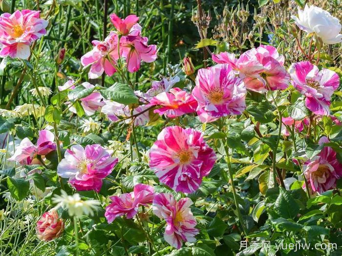 国王的玫瑰月季/王者玫瑰(图3)