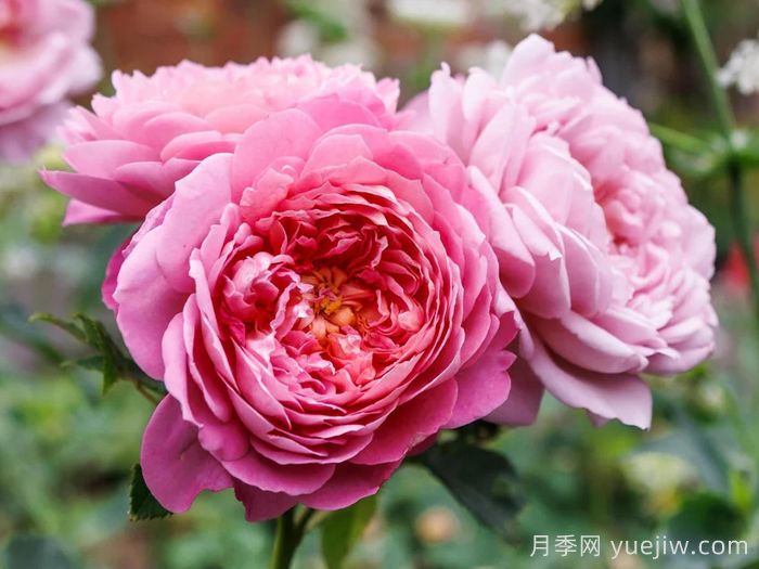 艾玛布里奇沃特月季(图3)