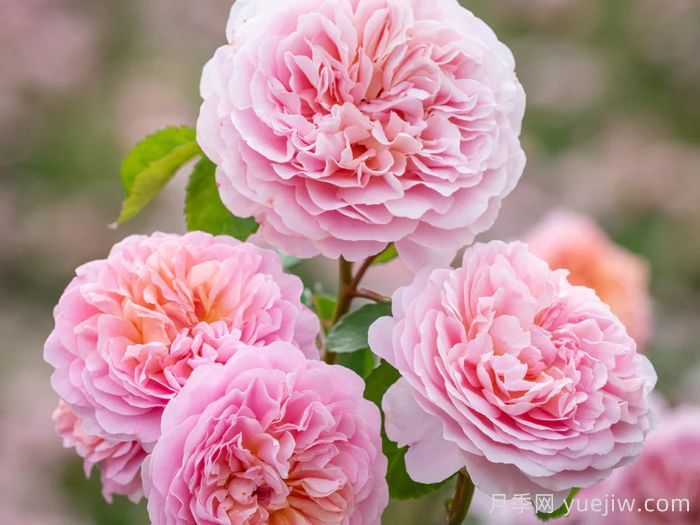 优丝塔夏福爱月季/尤泰莎菲月季/游苔莎斐伊(图2)