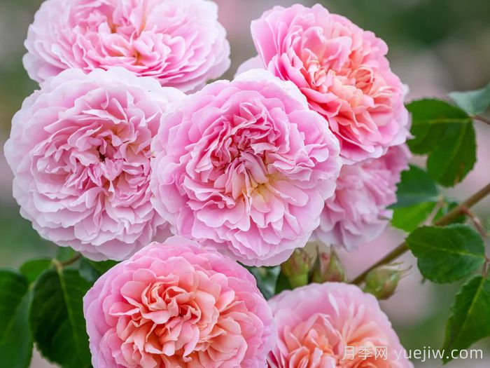 优丝塔夏福爱月季/尤泰莎菲月季/游苔莎斐伊(图1)