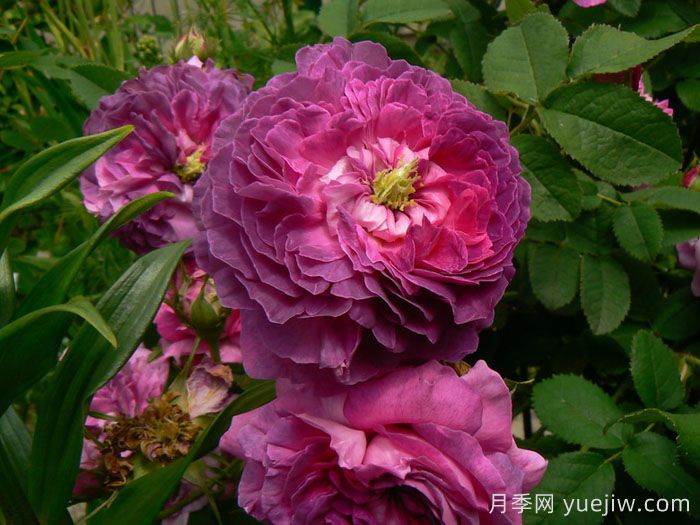 克雷西美人月季/流星/克雷西美女(图3)