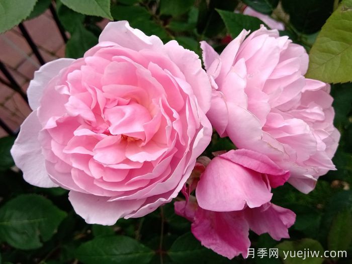 玛丽德拉尼月季/莫蒂默赛克勒(图3) 玛丽德拉尼月季/莫蒂默赛克勒(图3)