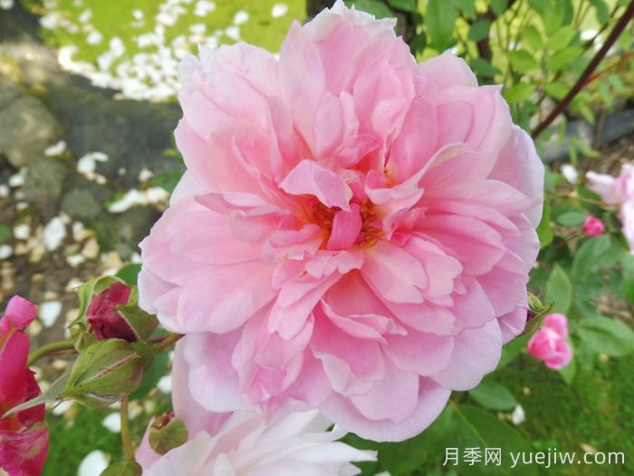 玛丽德拉尼月季/莫蒂默赛克勒(图4) 玛丽德拉尼月季/莫蒂默赛克勒(图4)