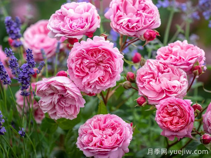 佩内洛普莱夫利月季/佩内洛普莱弗利(图3) 佩内洛普莱夫利月季/佩内洛普莱弗利(图3)