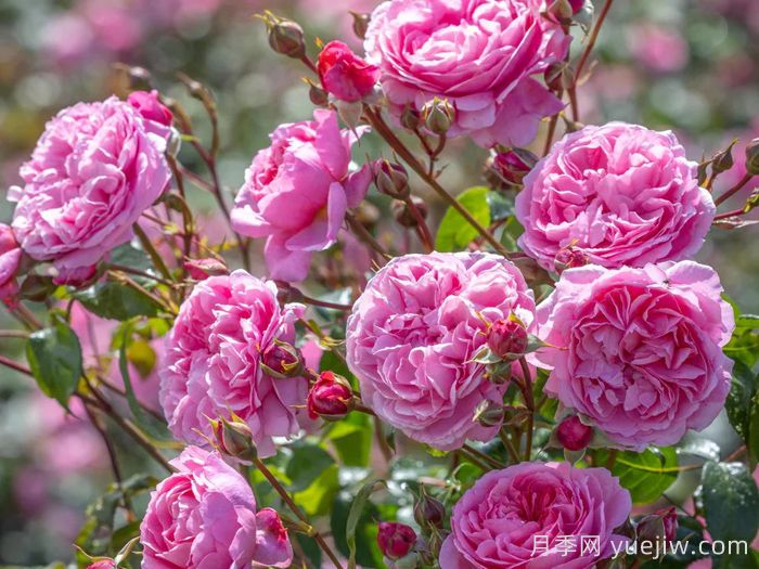 佩内洛普莱夫利月季/佩内洛普莱弗利(图4) 佩内洛普莱夫利月季/佩内洛普莱弗利(图4)