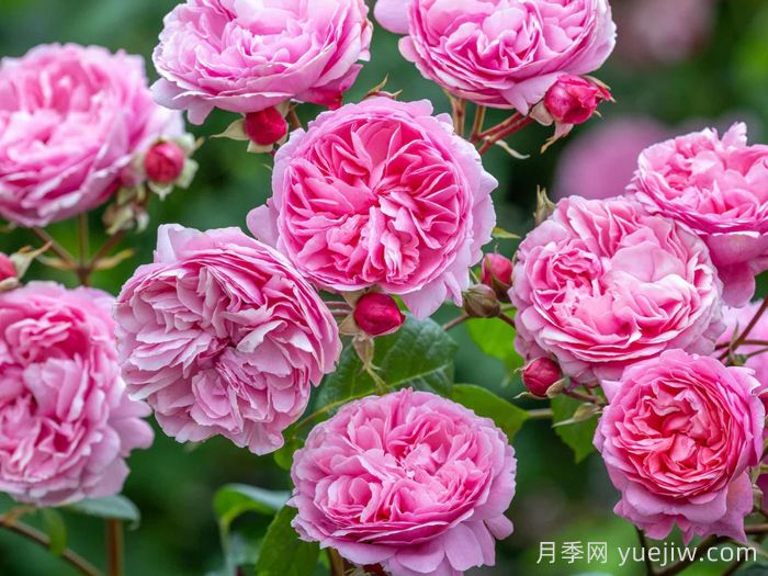 佩内洛普莱夫利月季/佩内洛普莱弗利(图2) 佩内洛普莱夫利月季/佩内洛普莱弗利(图2)