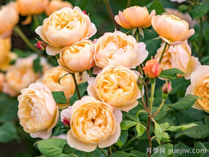 罗尔德达尔月季(图3)