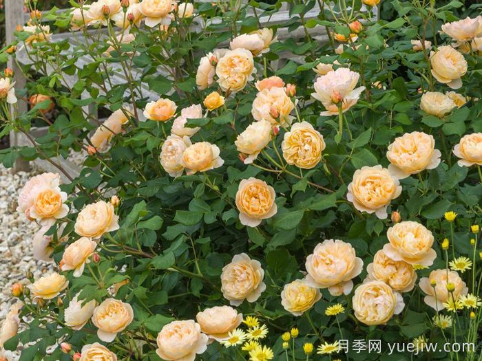 罗尔德达尔月季(图4)