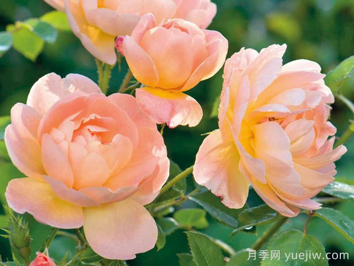 云雀高飞月季/云雀升腾(图2)