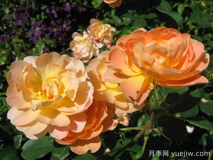 云雀高飞月季/云雀升腾(图4)