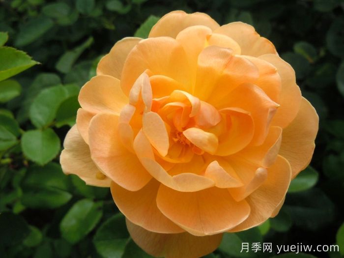 云雀高飞月季/云雀升腾(图1)