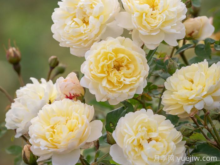 奈贝文月季/新书信(图1)