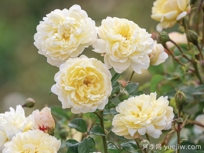 奈贝文月季/新书信(图3)