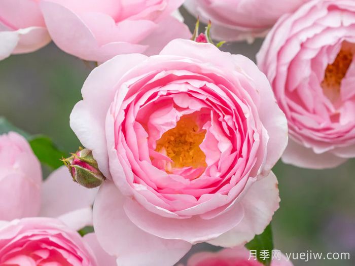 权杖之岛月季(图1)