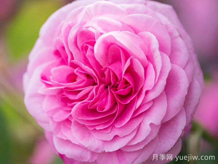 格特鲁德杰基尔月季/葛楚德杰基尔(图5)