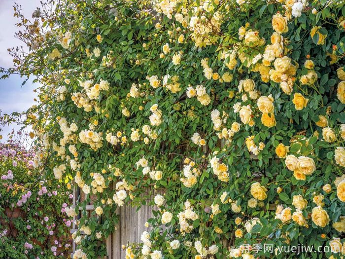 马文山月季(图3)