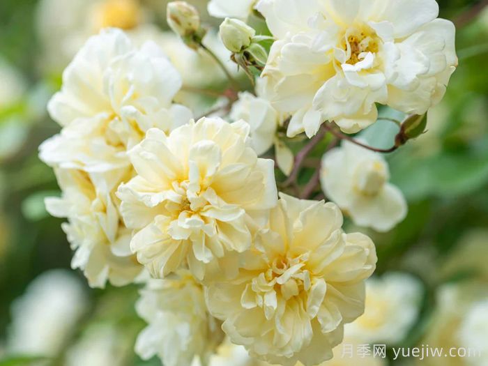 马文山月季(图2)