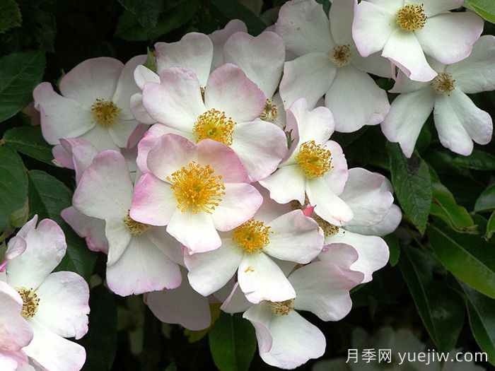 弗朗西斯E莱斯特月季(图1)