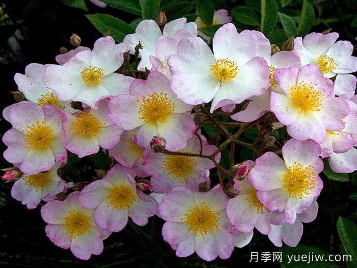 弗朗西斯E莱斯特月季(图3)