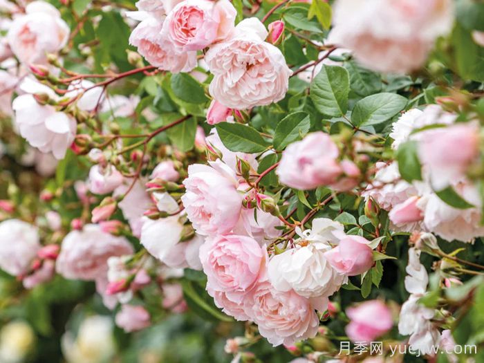 慷慨的园丁月季(图3)
