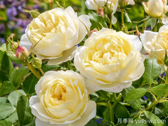 凡妮莎贝尔月季(图1)