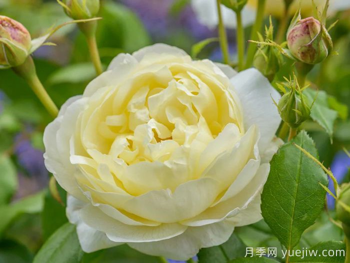 凡妮莎贝尔月季(图2)