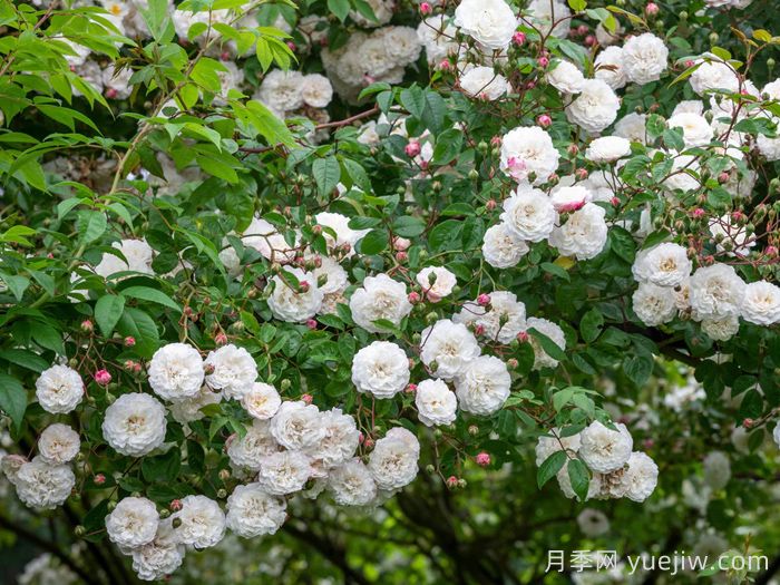 永恒的快乐月季/菲利斯黛佩彼特/幸福与永恒/七姐妹(图3)