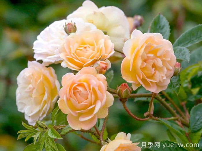 阿兹玛赫德月季/吉莱纳德费利贡德(图3)