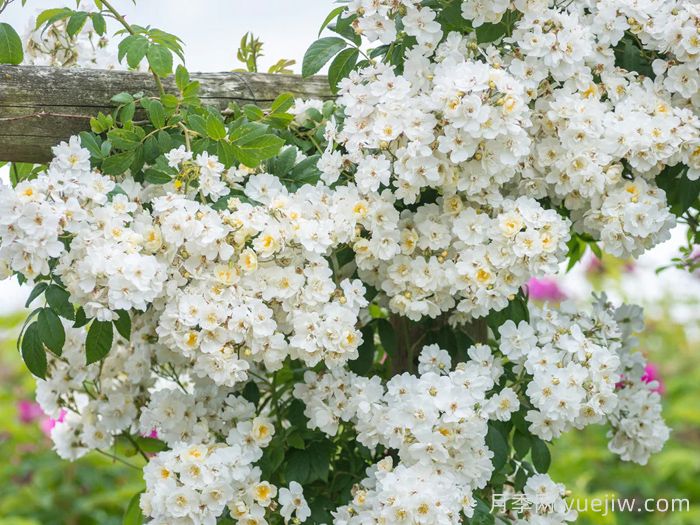 蔓延校长月季/校长月季(图1)