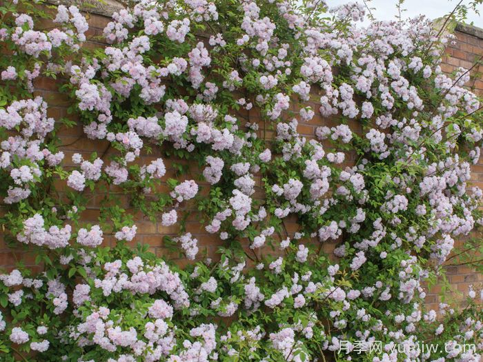 保罗的喜马拉雅麝香月季(图3)